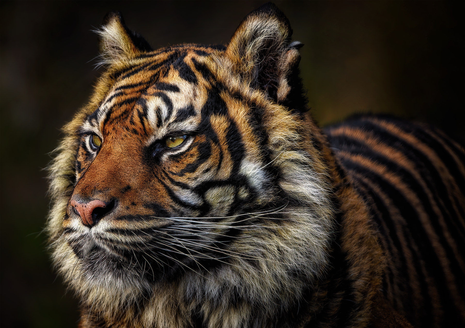 Tiger Captions for Instagram: Roar with Captivating Messages